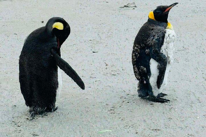 Falkland Islands Wildlife & Stanley Highlights Tour