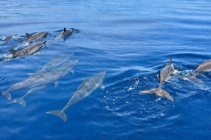 Lovina Dolphin Tour, Swimming with Dolphin and Snorkeling