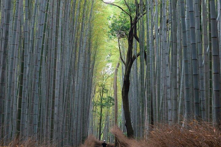 Private Shore Excursion in Kyoto City