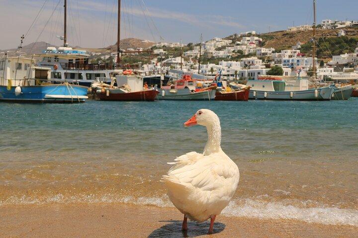 Private Mykonos Town And Countryside Tour
