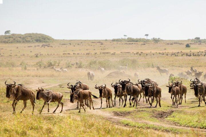 8-Day Private Luxury Wildebeest Migration Safari Tanzania