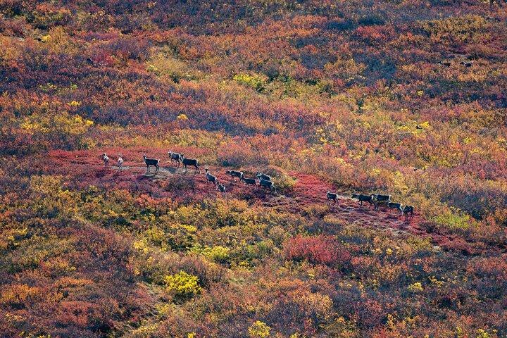 Wild Alaska Tour: Full-Day Scenic Journey from Fairbanks