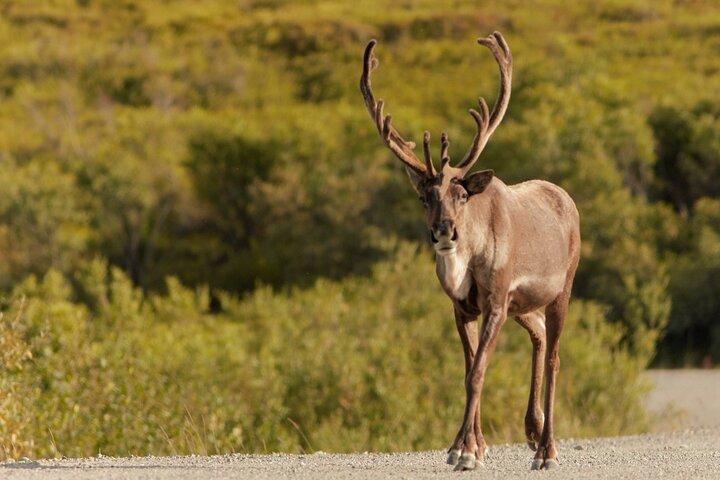 Wild Alaska Tour: Full-Day Scenic Journey from Fairbanks