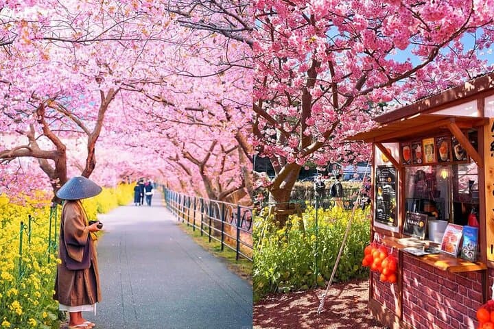 Tokyo Kawazu Cherry Blossom, Strawberry Picking, and Onsen Trip