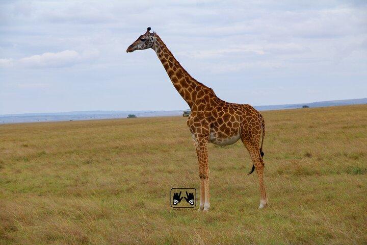 5 Days Kenya Luxury Safari