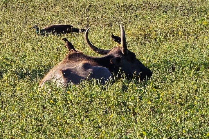 Wilderness Safari with Susa udawalawe
