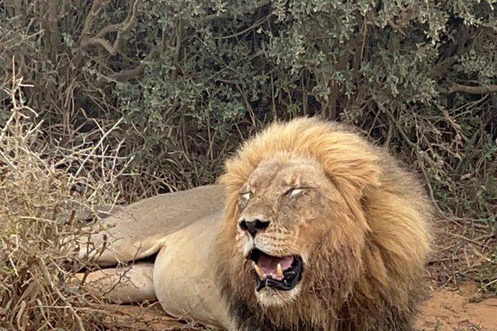 Big Five Safari at Schotia Private Game Reserve in Port Elizabeth