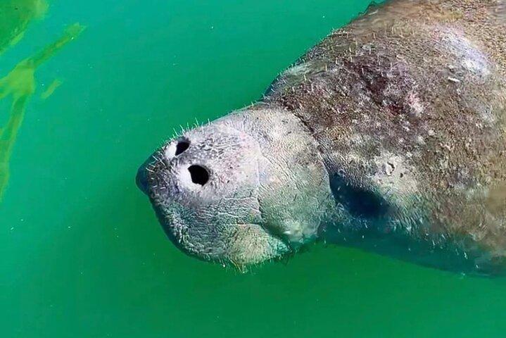Private Mangrove Tunnel & Manatee Kayak Tour — Lido Key