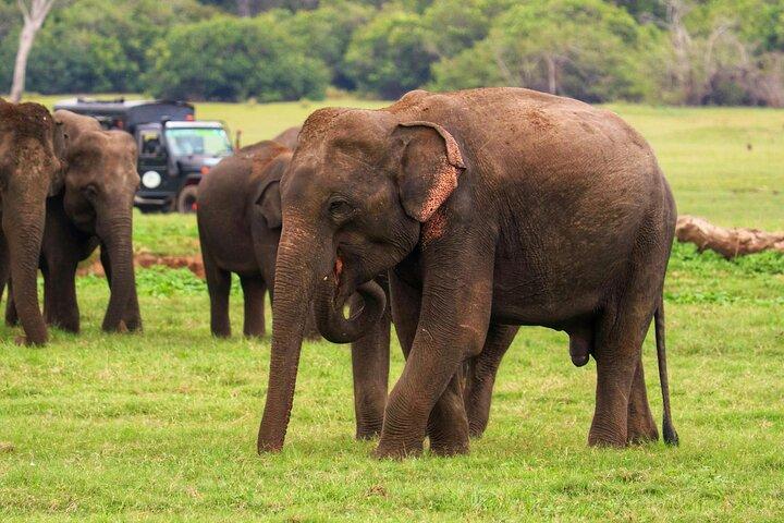 Minneriya premium Elephant Safari with expert Guide