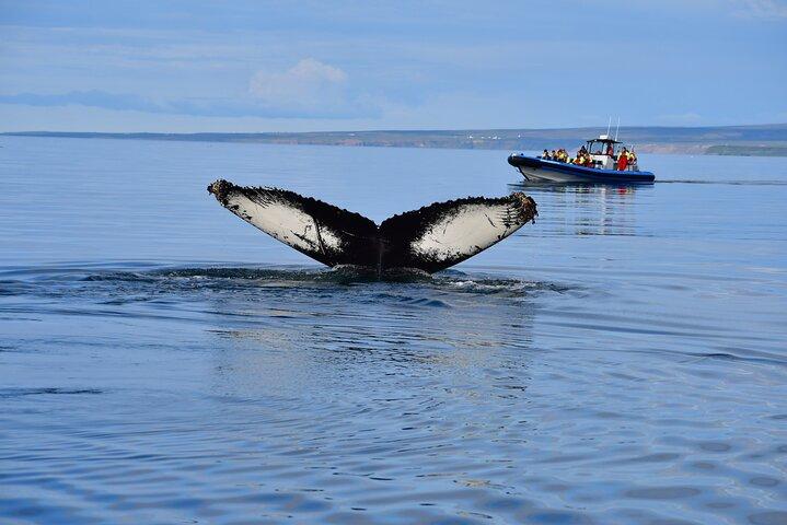 Original Big Whale Safari & Puffins Speedboat Tour from Húsavík