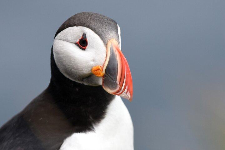 Original Big Whale Safari & Puffins Speedboat Tour from Húsavík