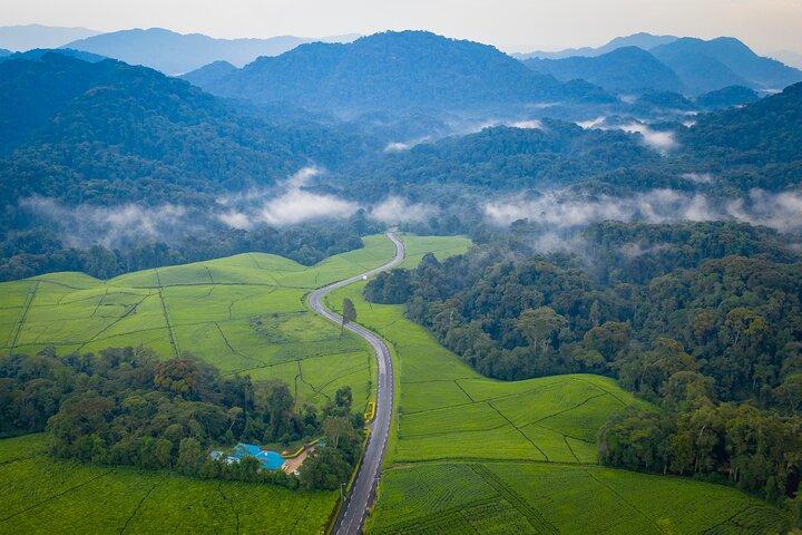 3 Days Chimpanzee Canopy and Zipline Adventure in Nyungwe