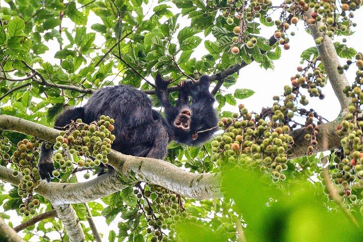 3 Days Chimpanzee Canopy and Zipline Adventure in Nyungwe