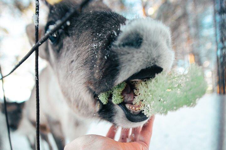 3 Days Lapland Aurora with Huskies and Reindeer Experience