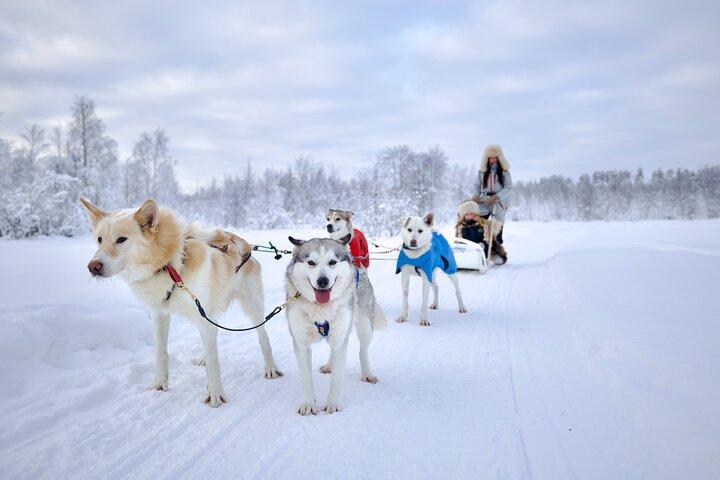 Rovaniemi Lapland Husky Experience 5km