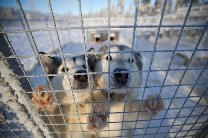 Rovaniemi Lapland Husky Experience 5km
