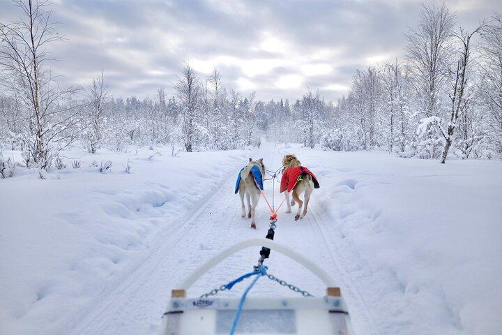 Lapland Wilderness Husky Safari 7,5 km