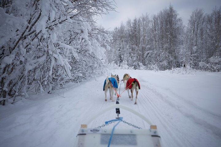 Rovaniemi Lapland Husky Experience 5km