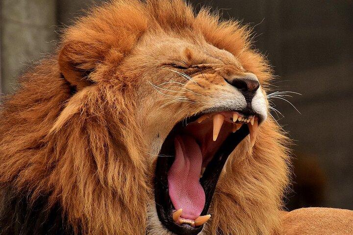 4 Days Tanzania Safari Budget Group Tour