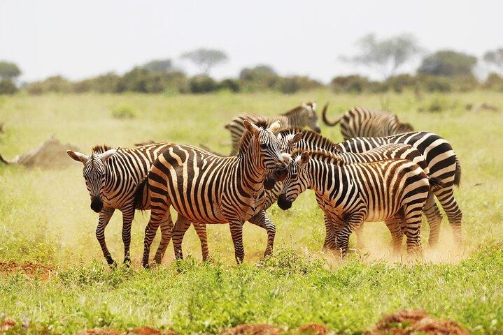 6 Day Mid Range Tanzania Migration Safari Tour