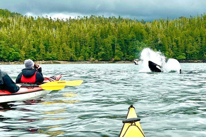 Orca Cove Sea Kayaking
