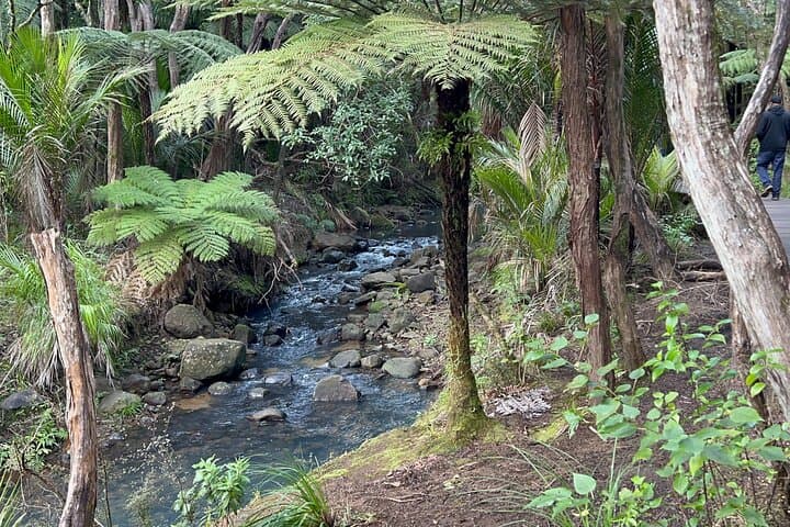 Explore BLACK SAND PIHA BEACH, and Water Falls in West Auckland