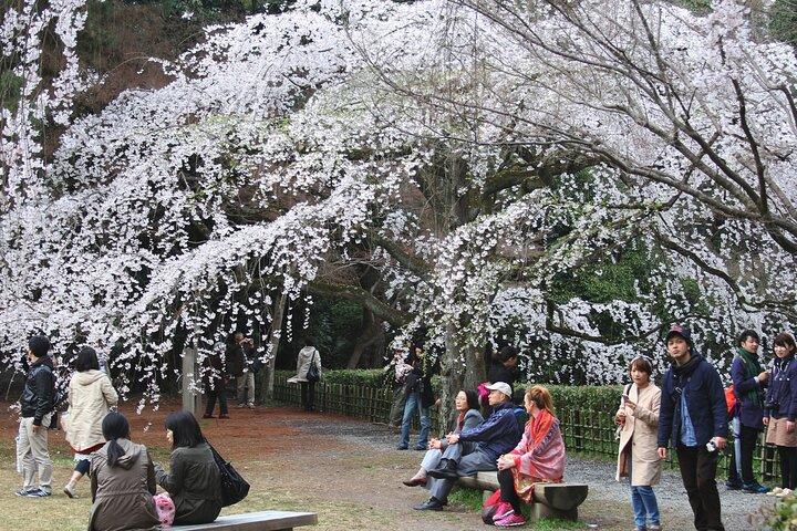 Kyoto Imperial Palace & Nijo Castle Guided Walking Tour - 3 Hours