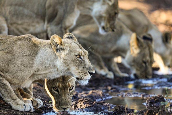 Safari Game Drive Zambezi National Park