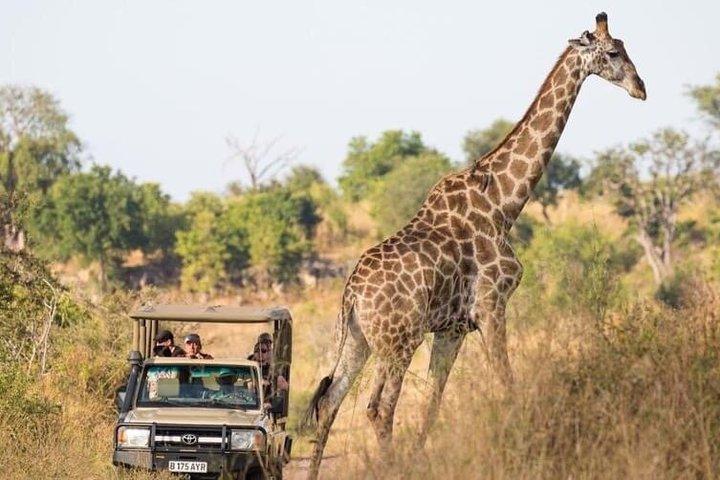 Safari Game Drive Zambezi National Park