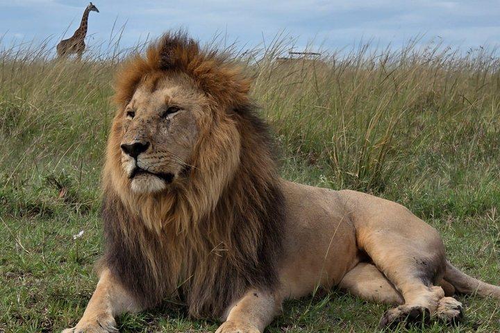 Masai Mara, Samburu and Lake Nakuru Private 6days JEEP safari.