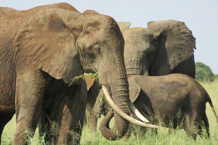 4 Days mid range Tanzania safari Tour