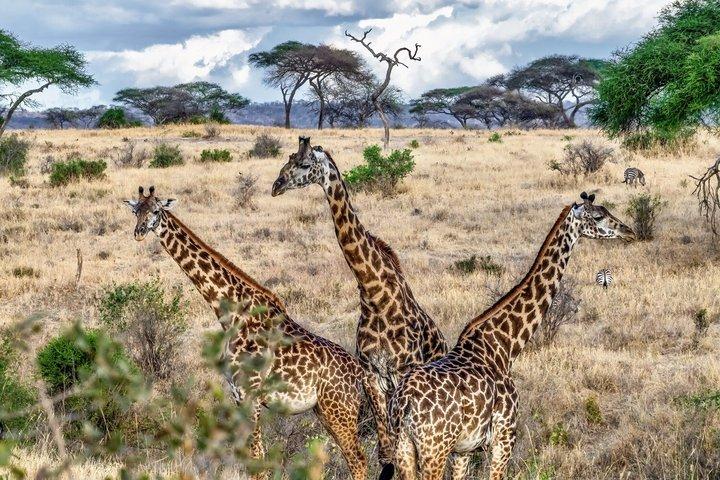 6 Day Luxury Great Migration River Crossing Safari