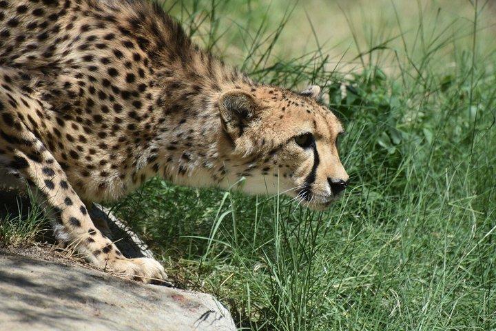 5 Days Mid range Tanzania Safari
