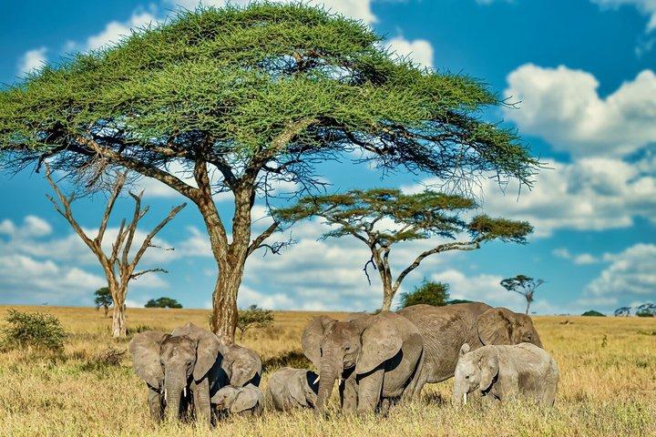 4 Days Tanzania Safari Budget Group Tour