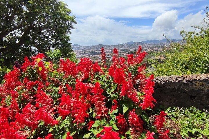 Funchal Botanical Garden and Old Town Tuk Tuk Experience