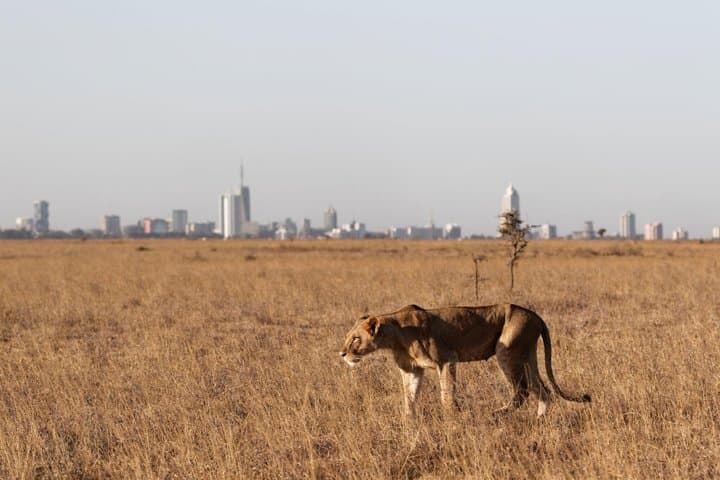 Nairobi National Park Half Day Guided Tour Tour with Free WiFi