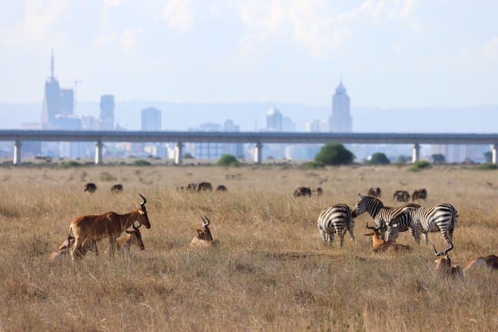 Nairobi National Park Half Day Guided Tour Tour with Free WiFi
