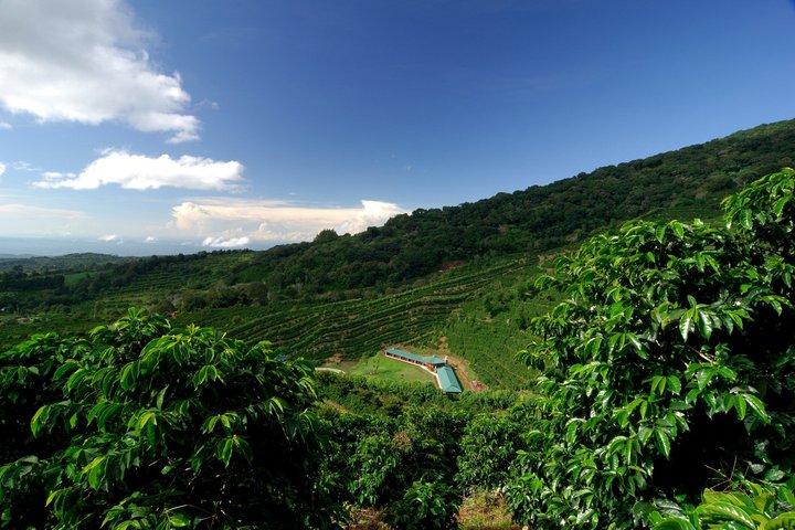 La Victoria Coffee & Waterfalls: Santa Marta Private Shore Tour