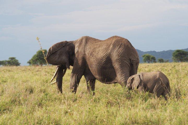 3 Day Private Safari to Serengeti and Ngorongoro Crater