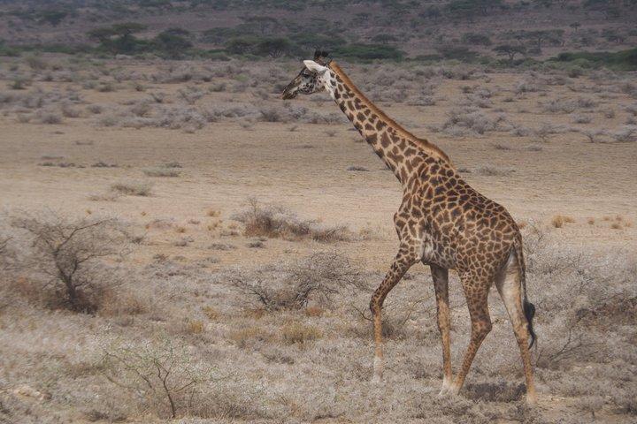 3 Day Private Safari to Serengeti and Ngorongoro Crater