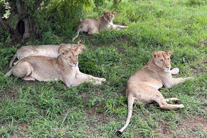 3 Day Private Safari to Serengeti and Ngorongoro Crater