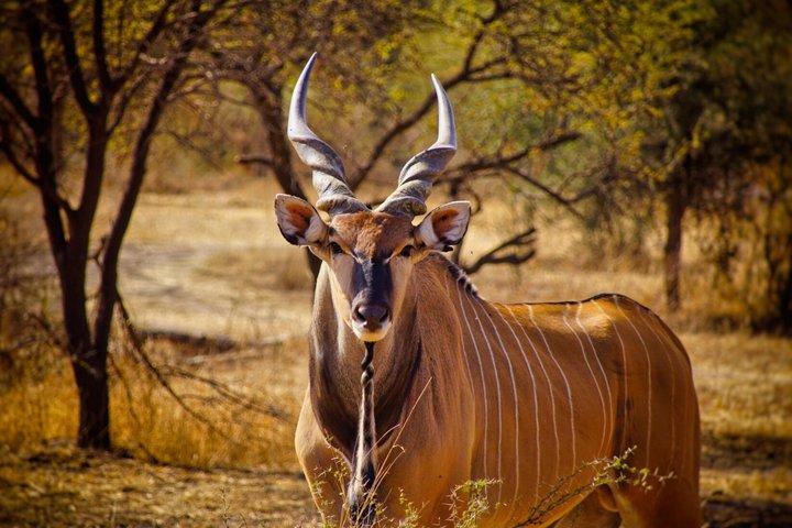 Safari in Bandia