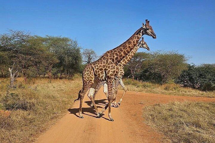 Safari in Bandia