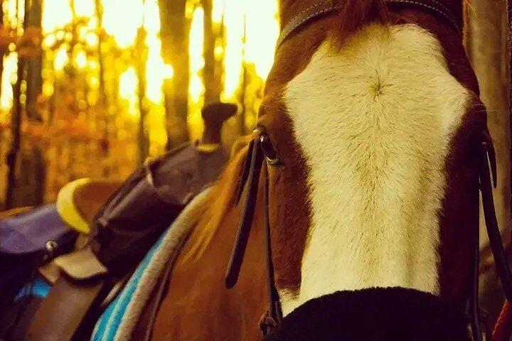 Date Night a 45 minutes Trail Ride