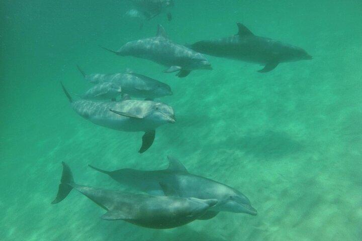 SeaQuest Daytime Dolphin Cruise in Destin