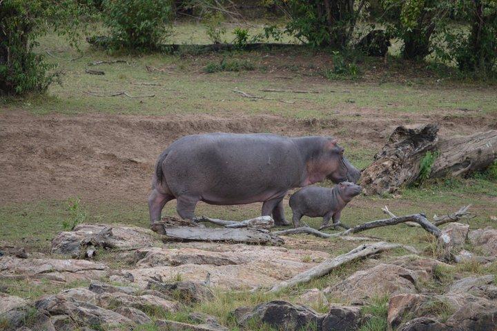 2 Day Classic Lodge Safari in Tarangire and Ngorongoro Crater