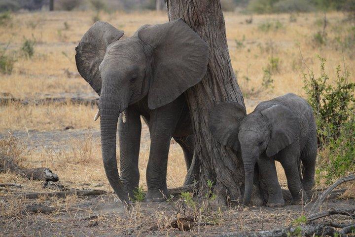 2 Day Classic Lodge Safari in Tarangire and Ngorongoro Crater