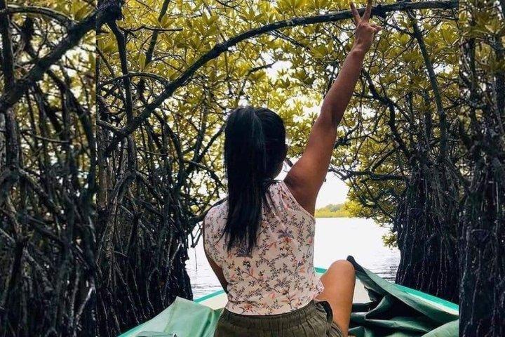 From Bentota/ Kalutara: Madu River Safari and Turtle Hatchery