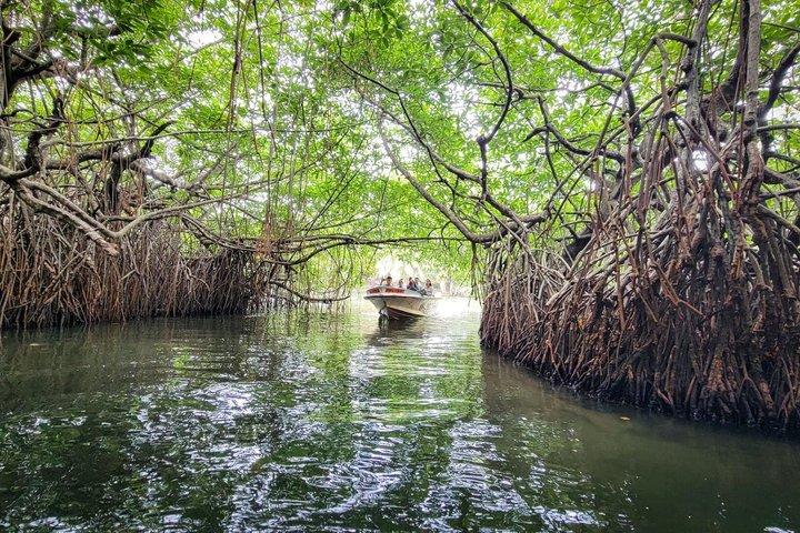 From Bentota/ Kalutara: Madu River Safari and Turtle Hatchery