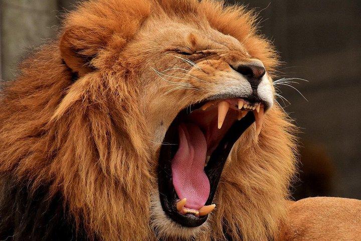 7 Day Mid Range Great Migration Safari Tours